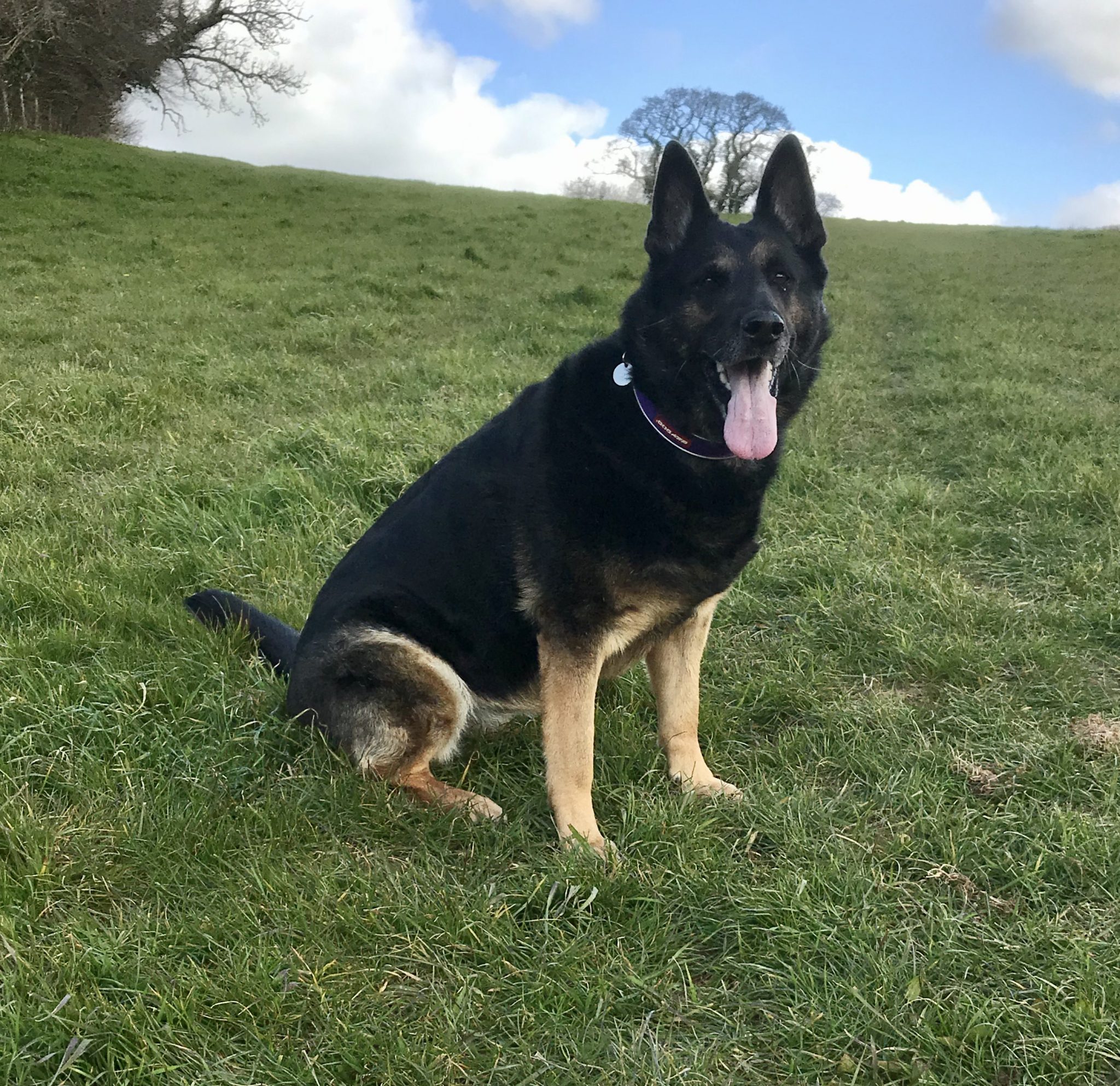 Pebble Rpd Ministry Of Defence – K9 Memorial UK